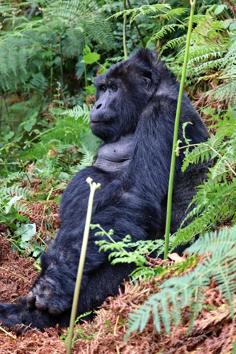 Bwindi Impenetrable Forest, Uganda